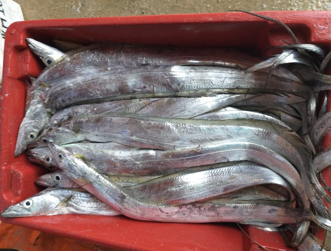 Ribbon Fish
